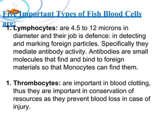 Five Important Types of Fish Blood Cells
are:
1. Lymphocytes: are 4.5 to 12 microns in
diameter and their job is defence: in detecting
and marking foreign particles. Specifically they
mediate antibody activity. Antibodies are small
molecules that find and bind to foreign
materials so that Monocytes can find them.
1. Thrombocytes: are important in blood clotting,
thus they are important in conservation of
resources as they prevent blood loss in case of
injury.
 