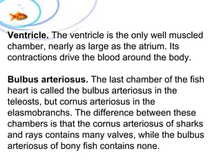 Ventricle. The ventricle is the only well muscled
chamber, nearly as large as the atrium. Its
contractions drive the blood around the body.
Bulbus arteriosus. The last chamber of the fish
heart is called the bulbus arteriosus in the
teleosts, but cornus arteriosus in the
elasmobranchs. The difference between these
chambers is that the cornus arteriosus of sharks
and rays contains many valves, while the bulbus
arteriosus of bony fish contains none.
 