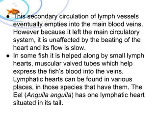 ● This secondary circulation of lymph vessels
eventually empties into the main blood veins.
However because it left the main circulatory
system, it is unaffected by the beating of the
heart and its flow is slow.
● In some fish it is helped along by small lymph
hearts, muscular valved tubes which help
express the fish’s blood into the veins.
Lymphatic hearts can be found in various
places, in those species that have them. The
Eel (Anguila anguila) has one lymphatic heart
situated in its tail.
 