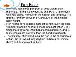 Fun Facts
● Fish have less blood per gram of body weight than
mammals, normally between 3% and 8% of a fish’s body
weight is blood. However in the hagfish and lampreys it is
greater, for them between 8% and 20% of the animal’s
body weight.
● Fish hearts have become more efficient through the ages.
Gram for gram the heart of a modern teleost fish is 2 to 5
times more powerful than that of sharks and rays, and 10
to 25 times more powerful than the heart of a hagfish.
● The first day, after introducing the fish in the experimental
set up, the HR was during daytime 55 beats per minute
(bpm) and during night 52 bpm.
 