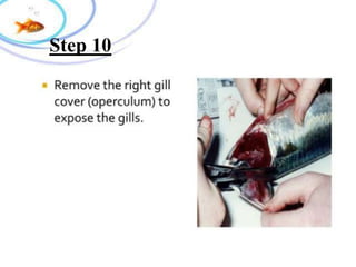 Step 10
 