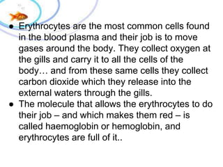 ● Erythrocytes are the most common cells found
in the blood plasma and their job is to move
gases around the body. They collect oxygen at
the gills and carry it to all the cells of the
body… and from these same cells they collect
carbon dioxide which they release into the
external waters through the gills.
● The molecule that allows the erythrocytes to do
their job – and which makes them red – is
called haemoglobin or hemoglobin, and
erythrocytes are full of it..
 