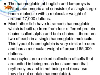 ● The haemoglobin of hagfish and lampreys is
called monomeric and consists of a single large
haem-molecule with a molecular weight of
around 17,000 daltons.
● Most other fish have tetrameric haemoglobin,
which is built up from from four different protein
chains called alpha and beta chains – there are
two of each in a single haemoglobin molecule.
This type of haemoglobin is very similar to ours
and has a molecular weight of around 65,000
daltons.
● Leucocytes are a mixed collection of cells that
are united in being much less common that
erythrocytes and in not being red (because
 