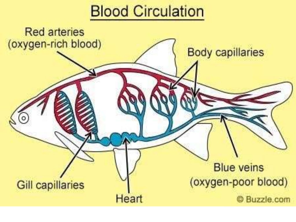 Fish Circulatory System by uzma nihar