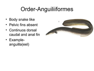 Fish classification by deepak rawal | PPT