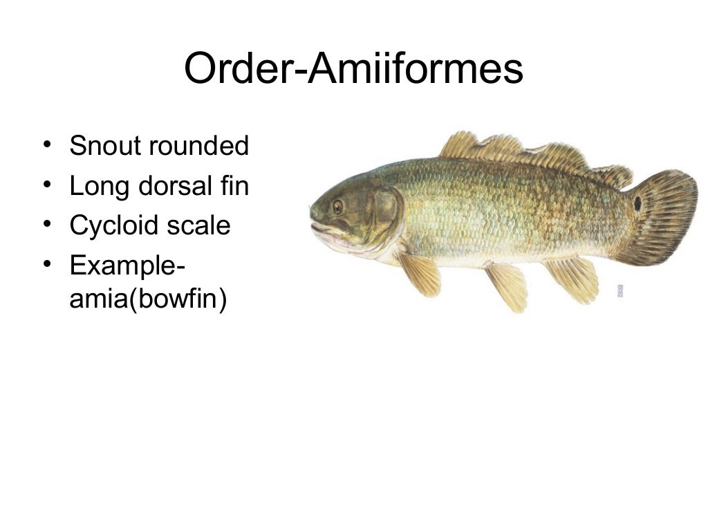 Fish classification by deepak rawal