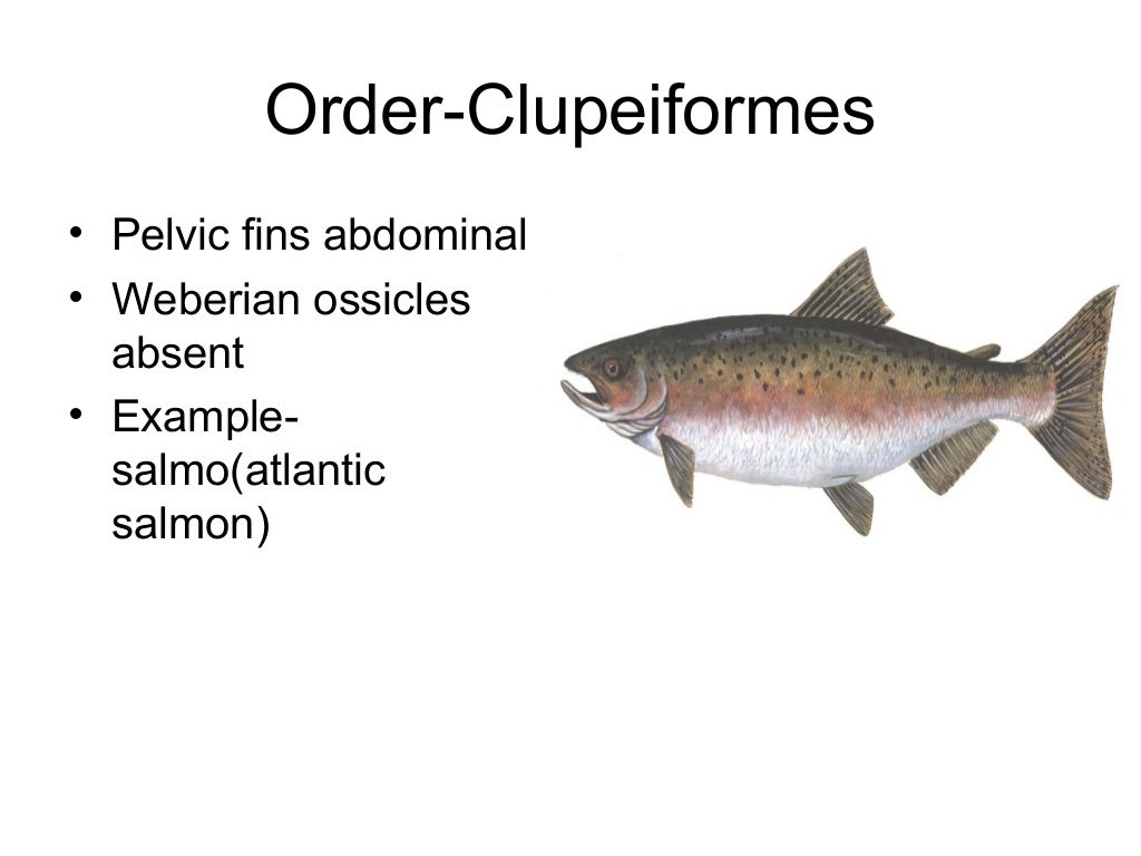 Fish classification by deepak rawal