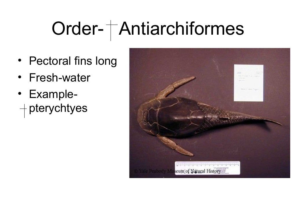 Fish classification by deepak rawal