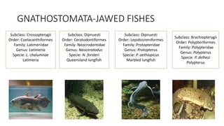 GNATHOSTOMATA-JAWED FISHES
Subclass: Dipnuesti
Order: Ceratodontiformes
Family: Neocrodontidae
Genus: Neoceratodus
Specie: N. forsteri
Queensland lungfish
Subclass: Dipnuesti
Order: Lepidosireniformes
Family: Protopteridae
Genus: Protopterus
Specie: P. aethiopicus
Marbled lungfish
Subclass: Brachiopterygii
Order: Polypteriformes
Family: Polypteridae
Genus: Polypterus
Specie: P. delhezi
Polypterus
Subclass: Crossopterygii
Order: Coelacanthiformes
Family: Latimeriidae
Genus: Latimeria
Specie: L. chalumnae
Latimeria
 