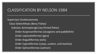 CLASSIFICATION BY NELSON-1984
Superclass Gnathostomata
Class Osteichthyes (Bony Fishes)
Subclass Actinopterygii (ray-finned fishes)
Order Acipenseriformes (sturgeons and paddlefish)
Order Lepisosteiformes (gars)
Order Anguilliformes (eels)
Order Cypriniformes (carps, suckers, and loaches)
Order Salmoniformes (salmon)
 