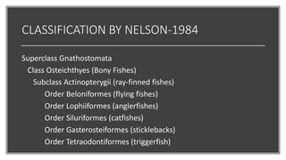 CLASSIFICATION BY NELSON-1984
Superclass Gnathostomata
Class Osteichthyes (Bony Fishes)
Subclass Actinopterygii (ray-finned fishes)
Order Beloniformes (flying fishes)
Order Lophiiformes (anglerfishes)
Order Siluriformes (catfishes)
Order Gasterosteiformes (sticklebacks)
Order Tetraodontiformes (triggerfish)
 