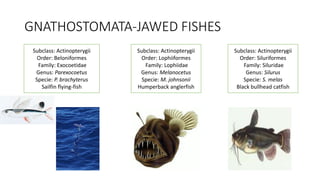 GNATHOSTOMATA-JAWED FISHES
Subclass: Actinopterygii
Order: Lophiiformes
Family: Lophiidae
Genus: Melanocetus
Specie: M. johnsonii
Humperback anglerfish
Subclass: Actinopterygii
Order: Siluriformes
Family: Siluridae
Genus: Silurus
Specie: S. melas
Black bullhead catfish
Subclass: Actinopterygii
Order: Beloniformes
Family: Exocoetidae
Genus: Parexocoetus
Specie: P. brachyterus
Sailfin flying-fish
 