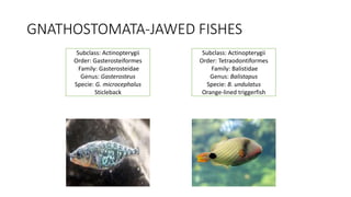 Fish classification | PPTX