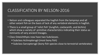 Nelson Classification Fish classification | PPTX
