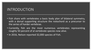 INTRODUCTION
• Fish share with vertebrates a basic body plan of bilateral symmetry,
with a dorsal supporting structure the notochord as a precursor to
the series of harder vertebrae.
• Currently, fish are the most numerous vertebrates representing
roughly 50 percent of al vertebrate species now alive.
• In 2016, Nelson reported 32,000 species of Fish.
 
