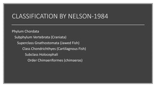 CLASSIFICATION BY NELSON-1984
Phylum Chordata
Subphylum Vertebrata (Craniata)
Superclass Gnathostomata (Jawed Fish)
Class Chondrichthyes (Cartilagnous Fish)
Subclass Holocephali
Order Chimaeriformes (chimaeras)
 