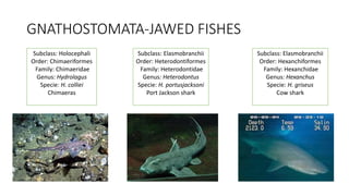 GNATHOSTOMATA-JAWED FISHES
Subclass: Holocephali
Order: Chimaeriformes
Family: Chimaeridae
Genus: Hydrolagus
Specie: H. colliei
Chimaeras
Subclass: Elasmobranchii
Order: Heterodontiformes
Family: Heterodontidae
Genus: Heterodontus
Specie: H. portusjacksoni
Port Jackson shark
Subclass: Elasmobranchii
Order: Hexanchiformes
Family: Hexanchidae
Genus: Hexanchus
Specie: H. griseus
Cow shark
 