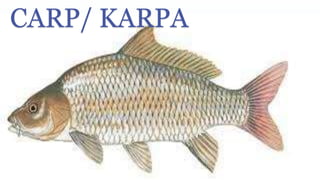 CARP/ KARPA