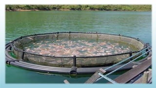 Fish cultivation