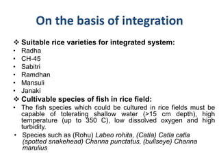 On the basis of integration
 Suitable rice varieties for integrated system:
• Radha
• CH-45
• Sabitri
• Ramdhan
• Mansuli
• Janaki
 Cultivable species of fish in rice field:
• The fish species which could be cultured in rice fields must be
capable of tolerating shallow water (>15 cm depth), high
temperature (up to 350 C), low dissolved oxygen and high
turbidity.
• Species such as (Rohu) Labeo rohita, (Catla) Catla catla
(spotted snakehead) Channa punctatus, (bullseye) Channa
marulius
 