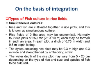 On the basis of integration
Types of Fish culture in rice fields
 Simultaneous cultures:
• Rice and fish are cultivated together in rice plots, and this
is known as simultaneous culture.
• Rice fields of 0.1ha area may be economical. Normally
four rice plots of 250 m2 (25 X 10 m) each may be formed
in such an area. In each plot, a ditch of 0.75 m width and
0.5 m depth is dug.
• The dykes enclosing rice plots may be 0.3 m high and 0.3
m wide and strengthened by embedding straw.
• The water depth of the rice plot may vary from 5 - 25 cm
depending on the type of rice and size and species of fish
to be cultured.
 
