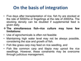 On the basis of integration
• Five days after transplantation of rice, fish fry are stocked at
the rate of 5000/ha or fingerlings at the rate of 2000/ha. The
stocking density can be doubled if supplemental feed is
given daily.
 The simultaneous fish–rice culture may have few
limitations:
• Use of agrochemicals is often not feasible
• Maintaining high water level may not be always possible,
considering the size and growth of fish.
• Fish like grass carp may feed on rice seedling, and
• Fish like common carp and tilapia may uproot the rice
seedlings. However, these constraints may be overcome
through judicious management.
 