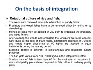 On the basis of integration
 Rotational culture of rice and fish:
• The weeds are removed manually in trenches or paddy fields.
• Predatory and weed fishes have to be removed either by netting or by
dewatering.
• Mohua oil cake may be applied at 250 ppm to eradicate the predatory
and weed fishes.
• After clearing the weeds and predators the fertilizers are to be applied.
Cow dung at the rate of 5000 kg/ha, ammonium sulphate at 70kg/ha
and single super phosphate at 50 kg/ha are applied in equal
instalments during the rearing period.
• Stocking density is different in simultaneous and rotational culture
practices.
• The fish yield varies from 700 - 1000 kg/ha in this integrated system.
• Survival rate of fish is less than 60 %. Survival rate is maximum in
renovated paddy plots when compared to fish culture in ordinary paddy
plots.
 