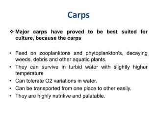 Carps
 Major carps have proved to be best suited for
culture, because the carps
• Feed on zooplanktons and phytoplankton's, decaying
weeds, debris and other aquatic plants.
• They can survive in turbid water with slightly higher
temperature
• Can tolerate O2 variations in water.
• Can be transported from one place to other easily.
• They are highly nutritive and palatable.
 