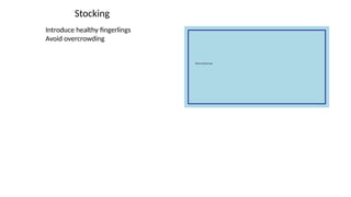 Stocking
Introduce healthy fingerlings
Avoid overcrowding
 