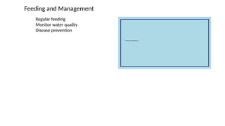 Feeding and Management
Regular feeding
Monitor water quality
Disease prevention
 