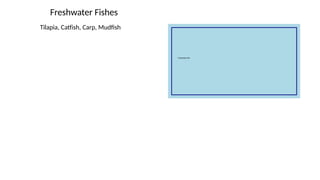 Freshwater Fishes
Tilapia, Catfish, Carp, Mudfish
 