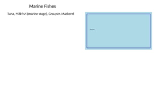 Marine Fishes
Tuna, Milkfish (marine stage), Grouper, Mackerel
 