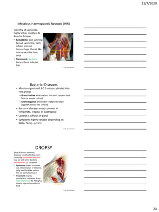 11/7/2020
24
Dr. M. Samee Mubarik
Infectious Haemopoietic Necrosis (IHN)
Infect fry of salmonids,
highly lethal, mostly in N.
America & Japan
• Symptoms: Dull, whirling
& mad swimming, belly
inflate, internal
hemorrhage, thread like
mucus excudes from
anus
• Treatment: No cure,
bury or burn infected
fish
Infectious Pancreatic
Necrosis
Dr. M. Samee Mubarik
Bacterial Diseases
• Minute organism 0.3-0.5 micron, divided into
two groups
– Gram Positive which retain the stain (appear dark
blue or purple colour)
– Gram Negative which don’t retain the stain
(appear pink or red colour)
• Bacterial diseases most common in
temperate, tropical or subtropical
• Control is difficult in pond
• Symptoms highly variable depending on
Water Temp., pH etc.
Dr. M. Samee Mubarik
DROPSY
Most & serious epidemic
diseases, usually affecting carps
caused by Aeromonas punctata
may act with other bacteria
Pseudomonas sp, co-agents
• Symptoms: Scales protrudes
out, inflammation of intestine,
belly swell look like balloon,
fins are partly destroyed
• Treatment: mainly
prophylactic, antibiotic drugs
Chloramphenicol 50-70 mg/kg
directly injected or added in
food.
Dropsy
 