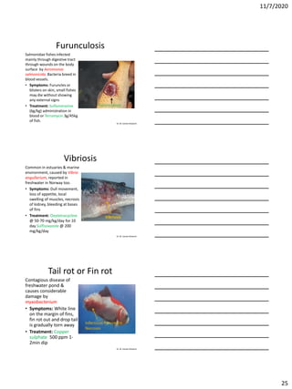 11/7/2020
25
Dr. M. Samee Mubarik
Furunculosis
Salmonidae fishes infected
mainly through digestive tract
through wounds on the body
surface by Aeromonas
salmonicida. Bacteria breed in
blood vessels.
• Symptoms: Furuncles or
blisters on skin, small fishes
may die without showing
any external signs
• Treatment: Sulfamerazine
(6g/kg) administration in
blood or Terramycin 3g/45kg
of fish.
Furunculosis
Dr. M. Samee Mubarik
Vibriosis
Common in estuaries & marine
environment, caused by Vibrio
angullarium, reported in
freshwater in Norway too.
• Symptoms: Dull movement,
loss of appetite, local
swelling of muscles, necrosis
of kidney, bleeding at bases
of fins
• Treatment: Oxytetracycline
@ 50-70 mg/kg/day for 10
day Sulfisoxazole @ 200
mg/kg/day
Vibriosis
Dr. M. Samee Mubarik
Tail rot or Fin rot
Contagious disease of
freshwater pond &
causes considerable
damage by
myxobacterium
• Symptoms: White line
on the margin of fins,
fin rot out and drop tail
is gradually torn away
• Treatment: Copper
sulphate 500 ppm 1-
2min dip
Infectious Pancreatic
Necrosis
 