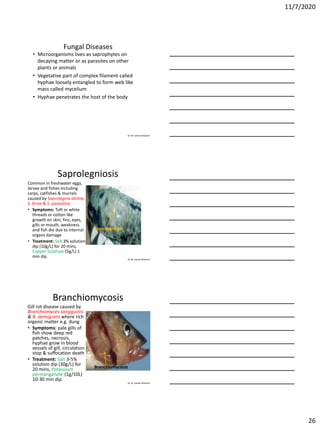 11/7/2020
26
Dr. M. Samee Mubarik
Fungal Diseases
• Microorganisms lives as saprophytes on
decaying matter or as parasites on other
plants or animals
• Vegetative part of complex filament called
hyphae loosely entangled to form web like
mass called mycelium
• Hyphae penetrates the host of the body
Dr. M. Samee Mubarik
Saprolegniosis
Common in freshwater eggs,
larvae and fishes including
carps, catfishes & murrels
caused by Saprolegnia diclina,
S. ferax & S. parasitica
• Symptoms: Tuft or white
threads or cotton like
growth on skin, fins, eyes,
gills or mouth, weakness
and fish die due to internal
organs damage
• Treatment: Salt 3% solution
dip (10g/L) for 20 mins,
Copper Sulphate (5g/L) 1
min dip
Saprolegniosis
Dr. M. Samee Mubarik
Branchiomycosis
Gill rot disease caused by
Branchiomyces sangguinis
& B. demigrans where rich
organic matter e.g. dung
• Symptoms: pale gills of
fish show deep red
patches, necrosis,
hyphae grow in blood
vessels of gill, circulation
stop & suffocation death
• Treatment: Salt 3-5%
solution dip (30g/L) for
20 mins, Potassium
permanganate (1g/10L)
10-30 min dip
Branchiomycosis
 