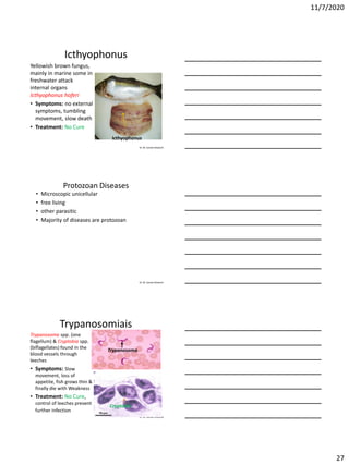 11/7/2020
27
Dr. M. Samee Mubarik
Icthyophonus
Yellowish brown fungus,
mainly in marine some in
freshwater attack
internal organs
Icthyophonus hoferi
• Symptoms: no external
symptoms, tumbling
movement, slow death
• Treatment: No Cure
Icthyophonus
Dr. M. Samee Mubarik
Protozoan Diseases
• Microscopic unicellular
• free living
• other parasitic
• Majority of diseases are protozoan
Dr. M. Samee Mubarik
Trypanosomiais
Trypanosoma spp. (one
flagellum) & Cryptobia spp.
(biflagellates) found in the
blood vessels through
leeches
• Symptoms: Slow
movement, loss of
appetite, fish grows thin &
finally die with Weakness
• Treatment: No Cure,
control of leeches prevent
further infection
Trypanosoma
Cryptobia
 
