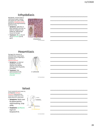 11/7/2020
28
Dr. M. Samee Mubarik
Icthyobdiasis
Worldwide, common both in
cold & warm water, tropical
area above 25◦C don’t suffer,
caused by Icthyobodo necator,
parasite to skin & gill & destroy
epithelial lining
• Symptoms: Light blue or
grey coating on the skin no
external symptoms, fins
folded up, affected gill
tissue turn brown
• Treatment: 3% Salt for 10
min or formalin (15-50
ppm)
Icthyobdiasis
Dr. M. Samee Mubarik
Hexamitiasis
Damages the intestine of
salmon & trout, cause heavy
mortality of trout fingerling in
hatcheries by
Hexamitus salmonids
• Symptoms: no external
symptoms, if acute
infection fish exhibits
whirling motion & greatly
emaciated
• Treatment: Oral
administration 0.2%
calomel (mercurus
chloride)
H. salmonids
Dr. M. Samee Mubarik
Velvet
Fresh, brackish & marine water by
dinoflagellate Oodinium
limneticum attack gill & skin,
numerous number form a fine
bright yellow film called velvet
• Symptoms: Body cover
by yellow patches,
rapid breathing, scrap
wildly
• Treatment: Acriflavine
(1g/L) on
teaspoon/4.5L
O. limneticum
 