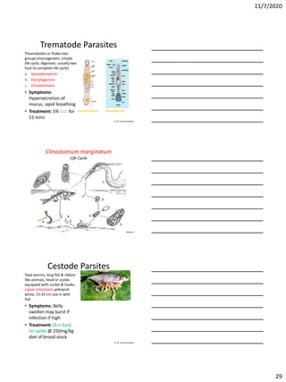 11/7/2020
29
Dr. M. Samee Mubarik
Trematode Parasites
Treamatodes or flukes two
groups (monogenetic: simple
life cycle; digenetic: usually two
host to complete life cycle)
a. Gyraodactylosis
b. Dactylogyrosis
c. Clinostomiasis
• Symptoms:
Hypersecretion of
mucus, rapid breathing
• Treatment: 5% Salt for
15 mins
Gyraodactylosis Dactylogyrosis
Dr. M. Samee Mubarik
Clinostomum marginatum
Life Cycle
Dr. M. Samee Mubarik
Cestode Parsites
Tape worms, long flat & ribbon
like animals, head or scolex
equipped with sucker & hooks,
Ligula intestinalis yellowish
white, 15-24 cm size in wild
fish
• Symptoms: Belly
swollen may burst if
infection if high
• Treatment: di-n-buty
tin oxide @ 250mg/kg
diet of brood stock
L. intestinalis
 