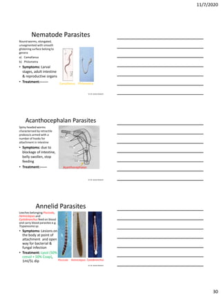 11/7/2020
30
Dr. M. Samee Mubarik
Nematode Parasites
Round worms, elongated,
unsegmented with smooth
glistening surface belong to
genera
a) Camallanus
b) Philometra
• Symptoms: Larval
stages, adult intestine
& reproductive organs
• Treatment:------- Camallanus Philometra
Dr. M. Samee Mubarik
Acanthocephalan Parasites
Spiny headed worms
characterized by retractile
proboscis armed with a
number of hooks for
attachment in intestine
• Symptoms: due to
blockage of intestine,
belly swollen, stop
feeding
• Treatment:------ Acanthocephalan
Dr. M. Samee Mubarik
Annelid Parasites
Leeches belonging Piscicola,
Helmiclepsis and
Cystobranchus feed on blood
and carry blood parasites e.g.
Trypanosma sp.
• Symptoms: Lesions on
the body at point of
attachment and open
way for bacterial &
fungal infection
• Treatment: Lysol (50%
cresol + 50% Coap),
1ml/5L dip Piscicola Helmiclepsis Cystobranchus
 
