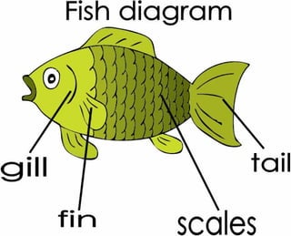 Fish diagram flashcard
