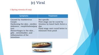 (c) Viral
1.Spring viremia of carp
Symptoms Treatment
Caused by rhabdovirus
Carpio
Darkening the skin , swollen
abdomen , exophthalmia(pop
eye)
Hemorrhages in the skin ,
gills , swimbladder, and
inflammation of the
intestines
Not specific
First stage can be cured by
titration by kmo4 bath thrice a
day
Final stage cant cured better to
eliminate from pond
 