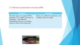 3. Infectious pancreatic necrosis (IPN)
Symptoms Treatment
The first sign of a typical IPN is
epizootic is a sudden increase in
mortality . The affected
individuals swim in a rotating
manner about their long axis
There is no effective medicine. Use
of iodine may be useful
 