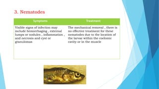 3. Nematodes
Symptoms Treatment
Visible signs of infection may
include hemorrhaging , external
lumps or nodules , inflammation ,
and necrosis and cyst or
granulomas
The mechanical removal , there is
no effective treatment for these
nematodes due to the location of
the larvae within the coelomic
cavity or in the muscle
 
