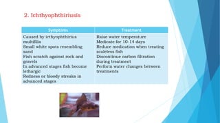 2. Ichthyophthiriusis
Symptoms Treatment
Caused by icthyophthirius
multifilis
Small white spots resembling
sand
Fish scratch against rock and
gravels
In advanced stages fish become
lethargic
Redness or bloody streaks in
advanced stages
Raise water temperature
Medicate for 10-14 days
Reduce medication when treating
scaleless fish
Discontinue carbon filtration
during treatment
Perform water changes between
treatments
 
