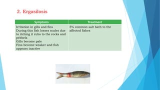 2. Ergasilosis
Symptoms Treatment
Irritation in gills and fins
During this fish losses scales due
to itching it rubs to the rocks and
pebbels
Gills become pale
Fins become weaker and fish
appears inactive
5% common salt bath to the
affected fishes
 