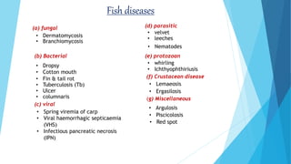 Fish diseases
(a) fungal
(b) Bacterial
• Dermatomycosis
• Branchiomycosis
• Dropsy
• Ulcer
• Fin & tail rot
• columnaris
• Tuberculosis (Tb)
• Cotton mouth
(c) viral
• Spring viremia of carp
• Viral haemorrhagic septicaemia
(VHS)
• Infectious pancreatic necrosis
(IPN)
(d) parasitic
• velvet
• leeches
• Nematodes
(e) protozoan
• whirling
• Ichthyophthiriusis
(f) Crustacean disease
• Lemaeosis
• Ergasilosis
(g) Miscellaneous
• Argulosis
• Piscicolosis
• Red spot
 