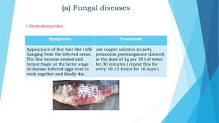 (a) Fungal diseases
Symptoms Treatment
Appearance of fine hair like tuffs
hanging from the infected areas.
The fine become eroded and
hemorrhagic at the latter stage
of disease infected eggs tend to
stick together and finally die.
use copper solution (cuso4),
potassium permanganate (kmno3)
at the dose of 1g per 10 l of water
for 30 minutes ( repeat this for
every 10-12 hours for 10 days )
1.Dermatomycosis
 