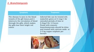 2. Branchiomycosis
Symptoms Treatment
The disease Is seen in the blood
vessels of the gill tissue,and it
obstructs the circulation of blood
through the gills, which makes
the gills lose their bright red
colour
Infected fish can be treated eith
malachite green at 0.1mg/1 for
extended periods of time or
0.3mg/l for 12 hours
Ponds with enzootic
branchiomycosis should be dries
and treated with calcium oxide or
2-3 kg copper sulphate per
hectare
 