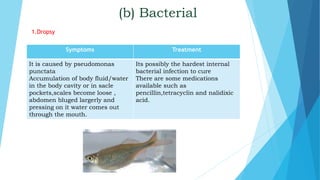 (b) Bacterial
1.Dropsy
Symptoms Treatment
It is caused by pseudomonas
punctata
Accumulation of body fluid/water
in the body cavity or in sacle
pockets,scales become loose ,
abdomen bluged largerly and
pressing on it water comes out
through the mouth.
Its possibly the hardest internal
bacterial infection to cure
There are some medications
available such as
pencillin,tetracyclin and nalidixic
acid.
 