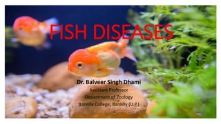 FISH DISEASES
Dr. Balveer Singh Dhami
Assistant Professor
Department of Zoology
Bareilly College, Bareilly (U.P.)
 